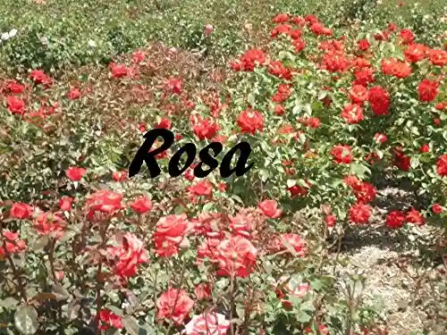 Rosa - nariokene